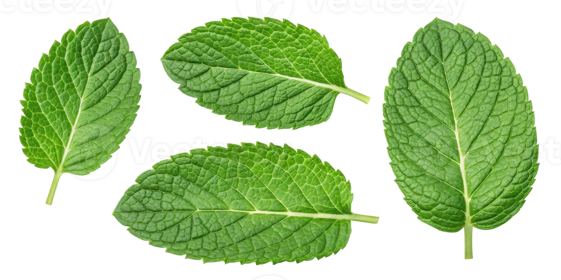 Fresh mint leaf close up with detailed texture and vibrant green color isolated on transparency background for natural and healthy concept png