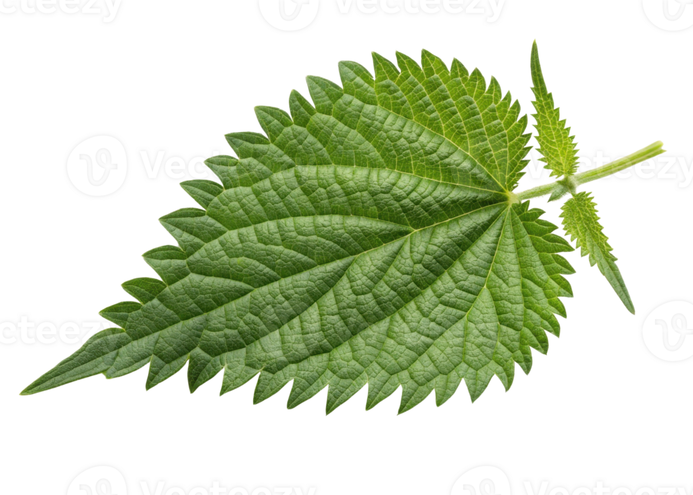 Fresh green nettle leaf with serrated edges and visible veins isolated on transparency background showing natural texture and vibrant color png
