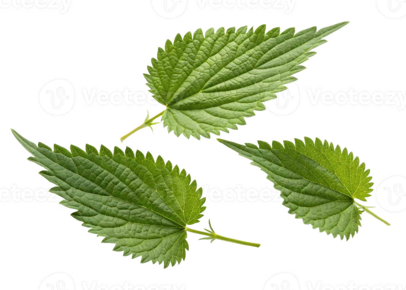 Nettle leaf with serrated edges and visible veins isolated on transparency background showing natural texture and fresh green color png