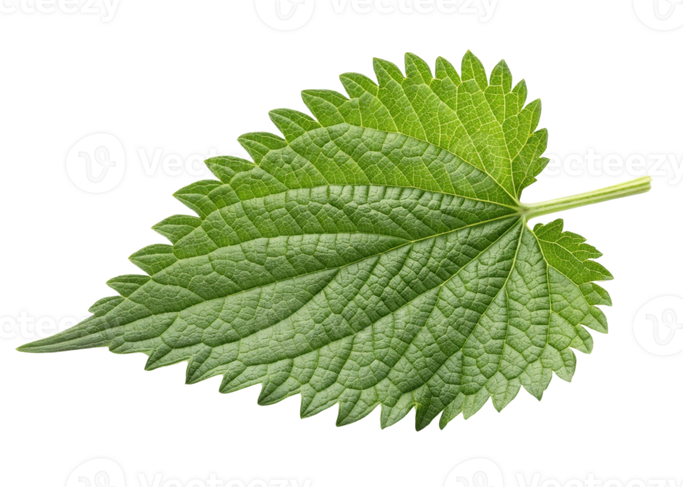 Fresh green nettle leaf with detailed veins and serrated edges isolated on transparency background showing natural texture and vibrant color png