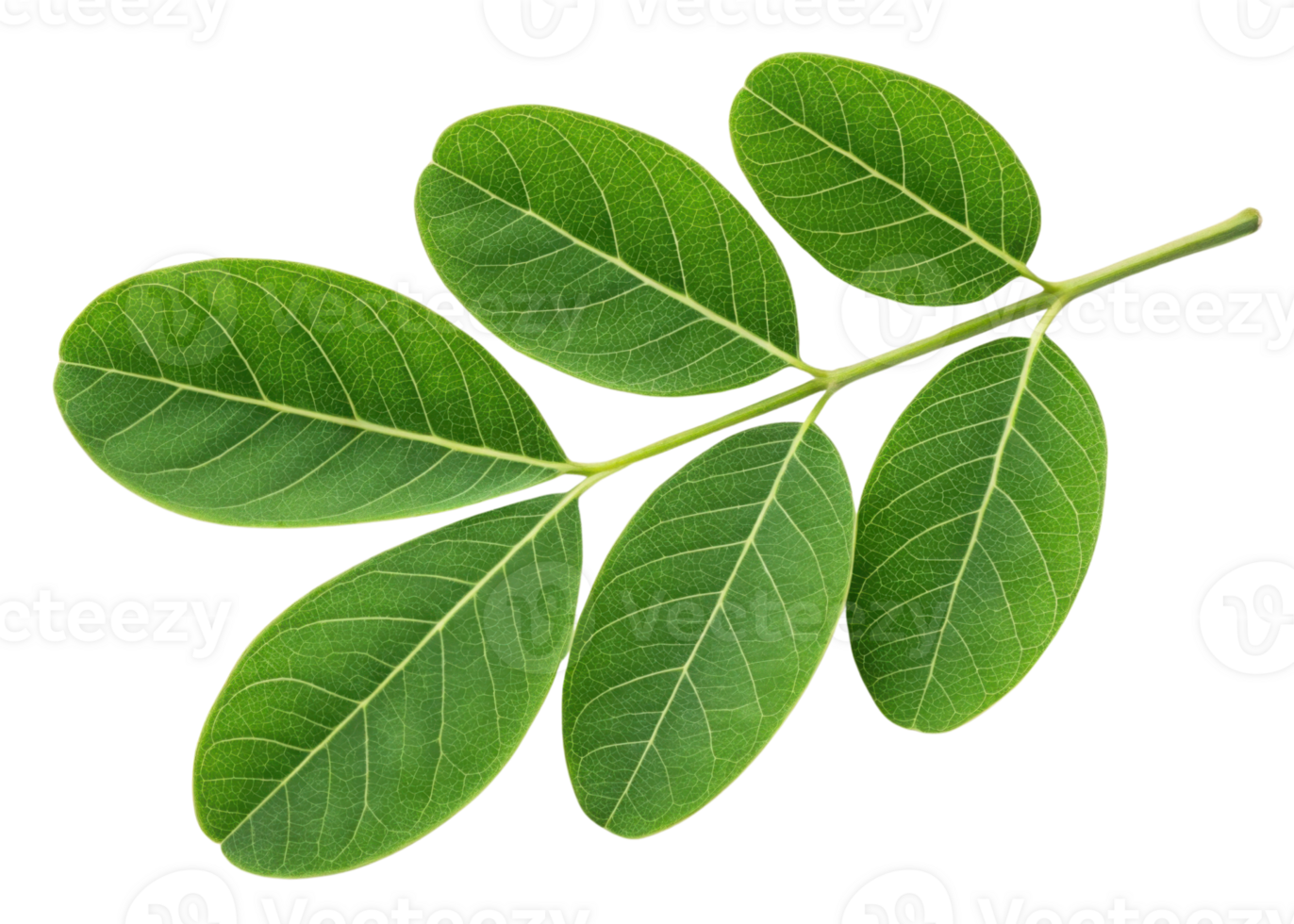Fresh moringa leaf branch with vibrant green leaves showing detailed veins and natural texture isolated transparency background for healthy plant png