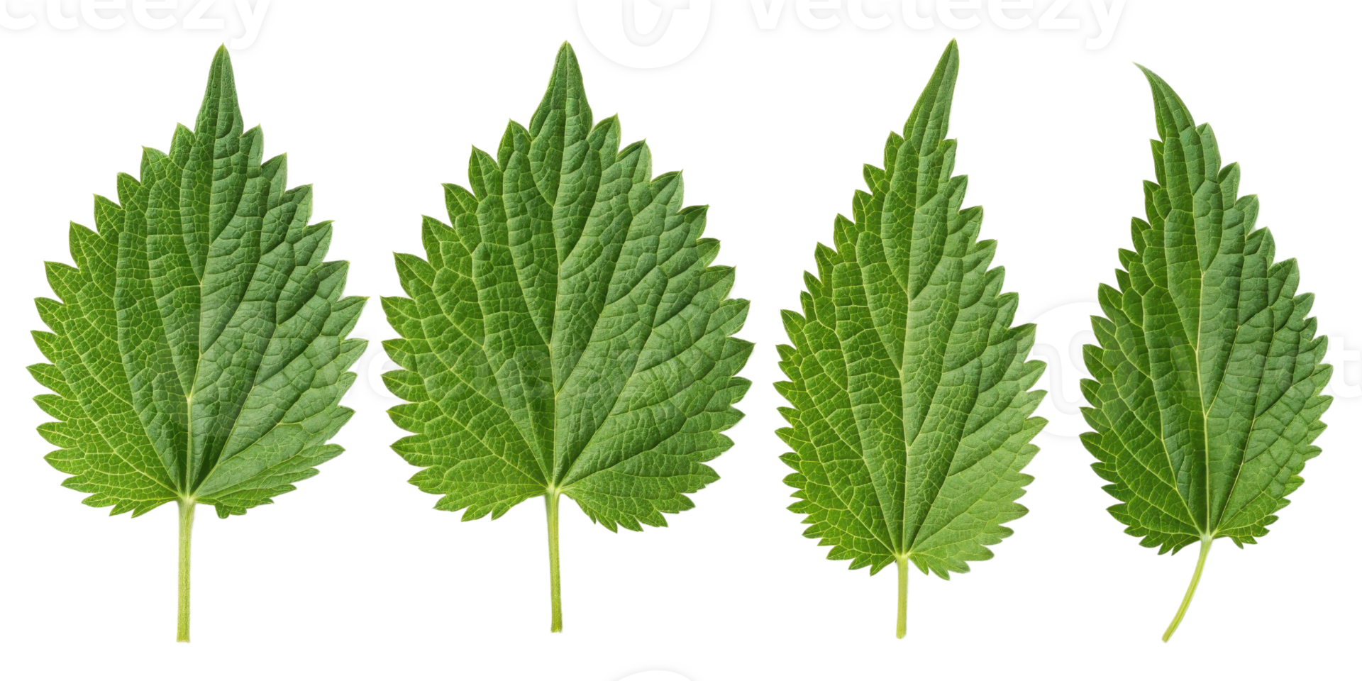 Nettle leaf close up with detailed texture and vibrant green color showing natural veins and serrated edges in fresh botanical display png