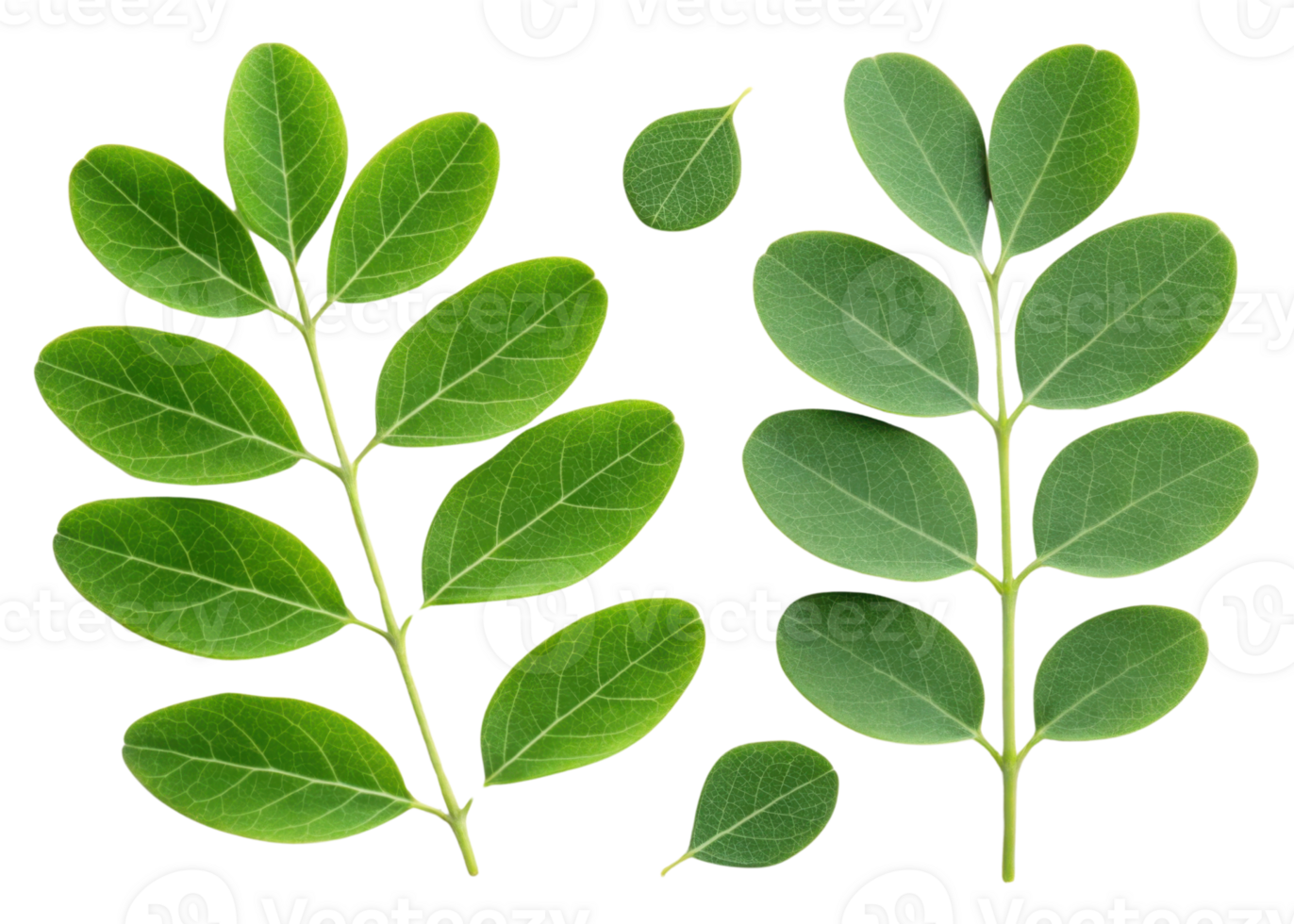 Moringa leaf with fresh green leaves isolated on transparency background showing natural texture and healthy plant details in bright light png