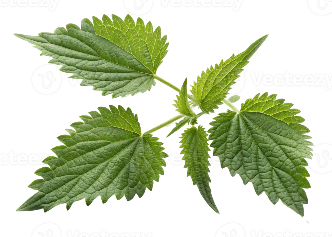 Nettle leaf with serrated edges and visible veins showing natural green texture and fresh appearance in close up view png
