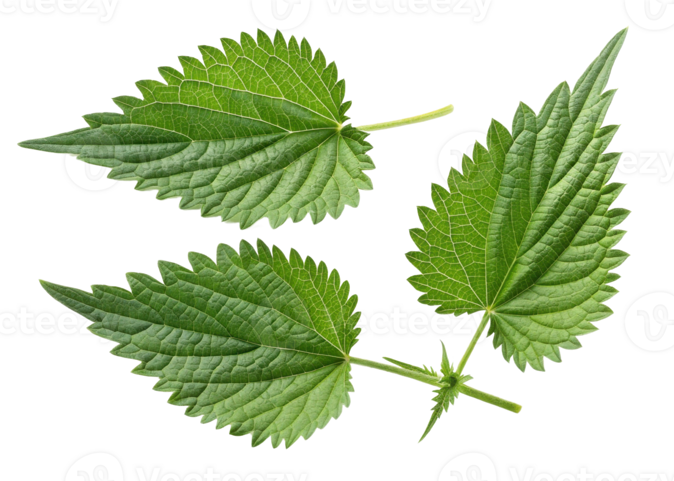 Fresh green nettle leaf with detailed veins and serrated edges creating natural and vibrant texture in this close up image png