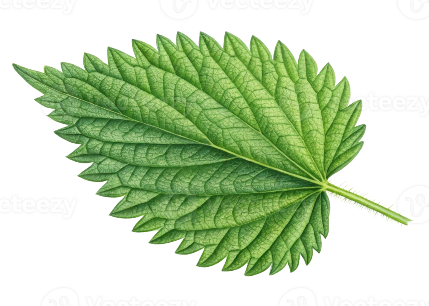 Close up of green nettle leaf showing detailed veins and serrated edges with fresh natural texture and vibrant color png