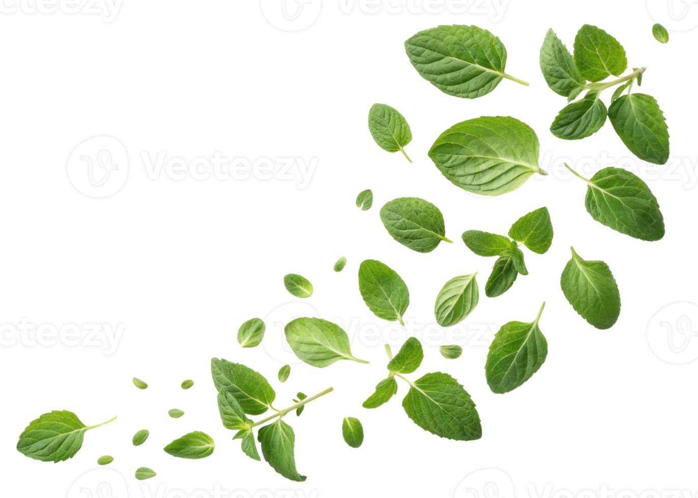 Fresh oregano leaf scattered in natural arrangement showing vibrant green color and texture, perfect for culinary and herbal use png