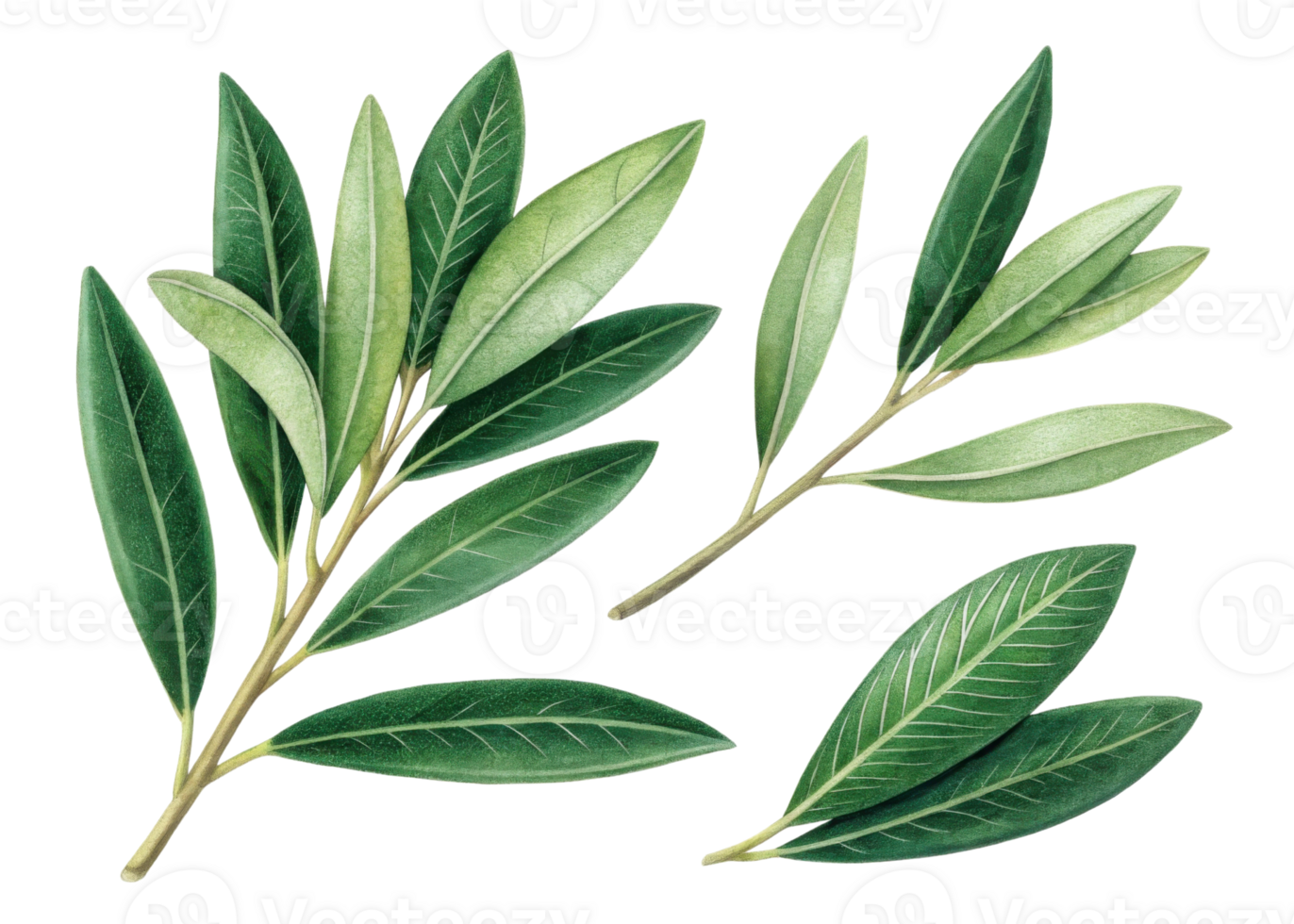 Olive leaf branches with vibrant green leaves showing natural texture and veins in fresh and lively arrangement perfect for botanical themes png