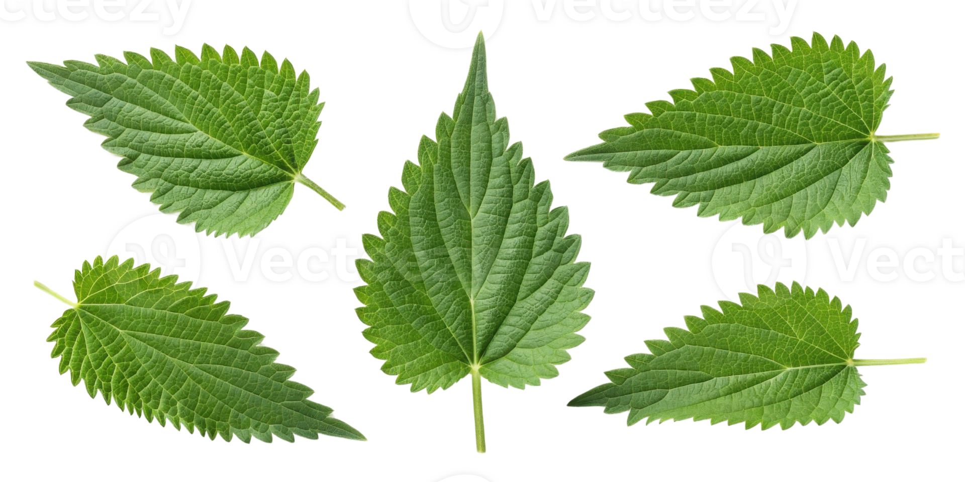 Nettle leaf collection with fresh green texture and serrated edges showing natural plant details and vibrant color in isolated view png