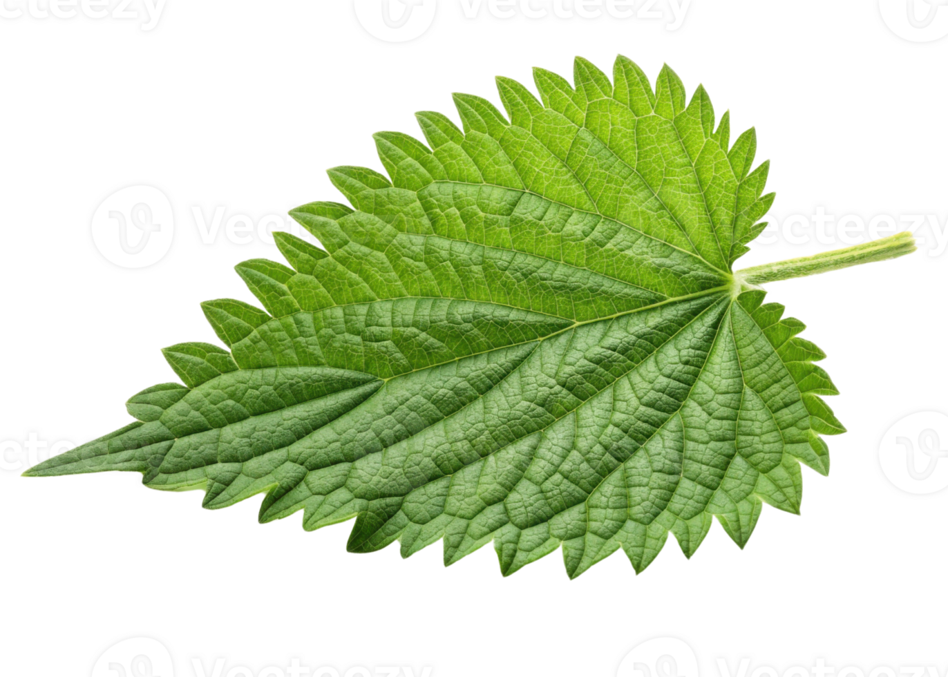 Fresh green nettle leaf with serrated edges and visible veins showing natural texture and vibrant color in close up view png