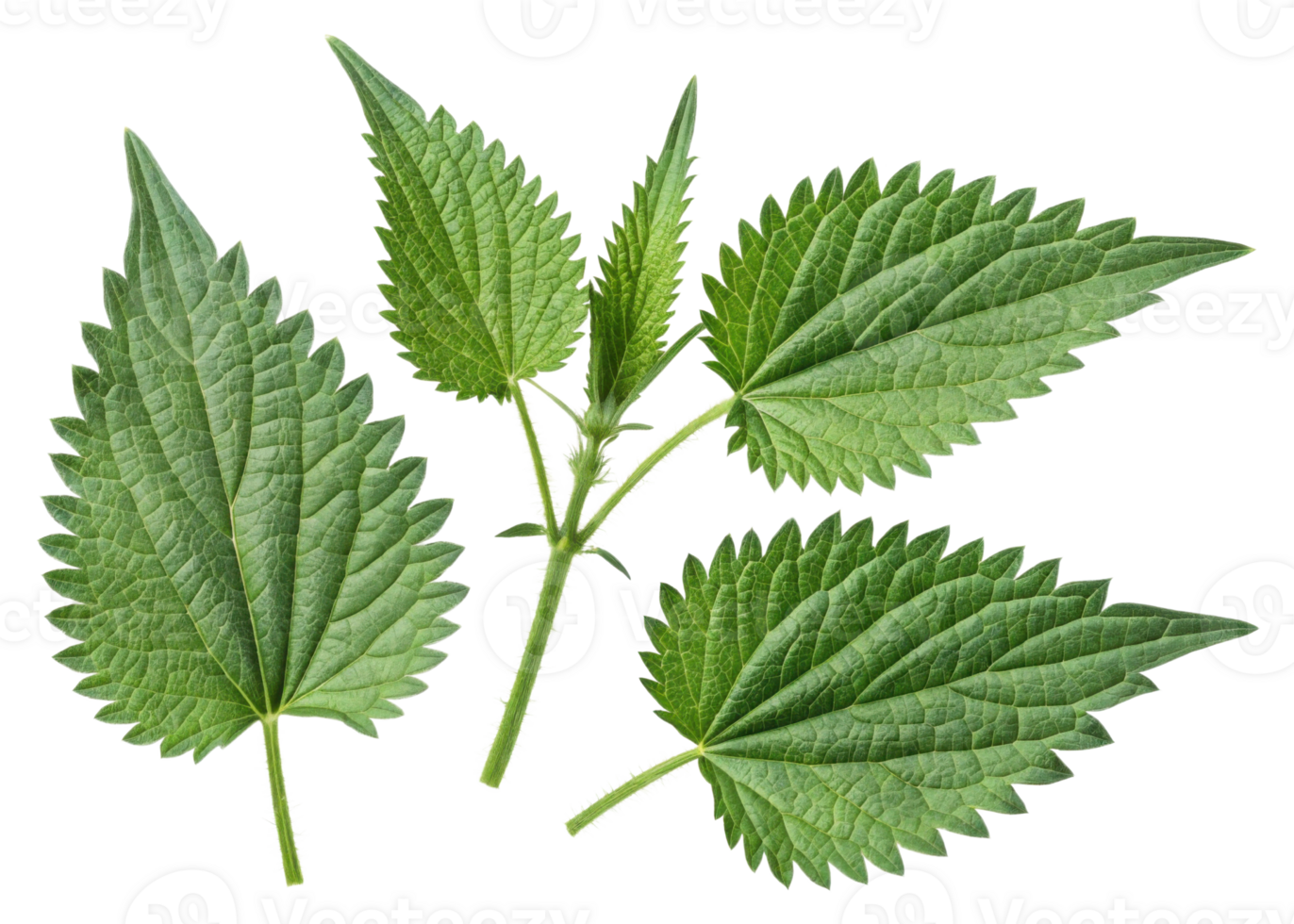 Nettle leaf with serrated edges and visible veins showing natural texture and vibrant green color in close up isolated on transparency background png