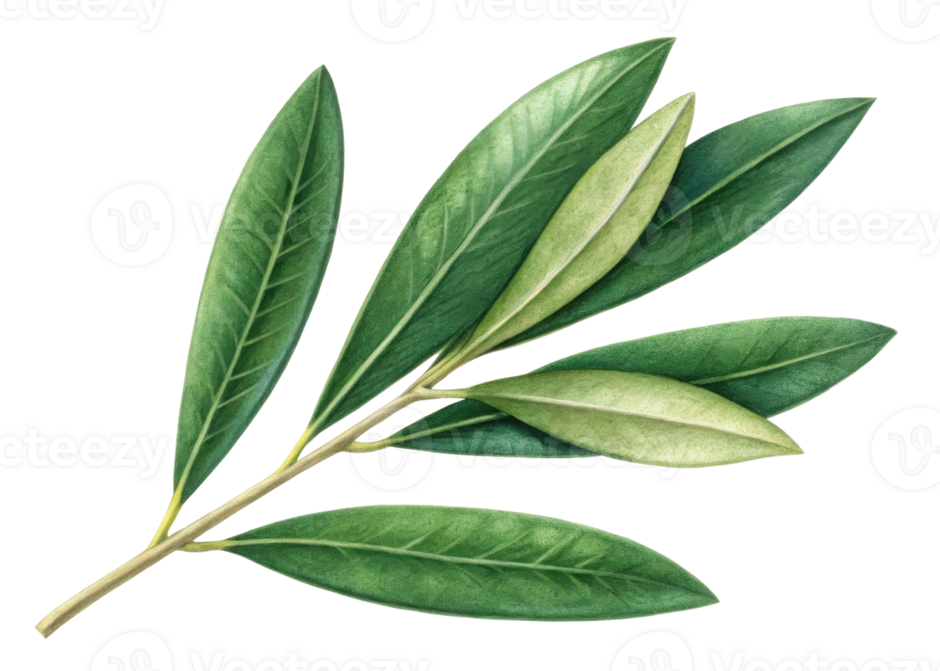 Olive branch with green leaf showing natural texture and fresh look perfect for botanical design and nature themes png