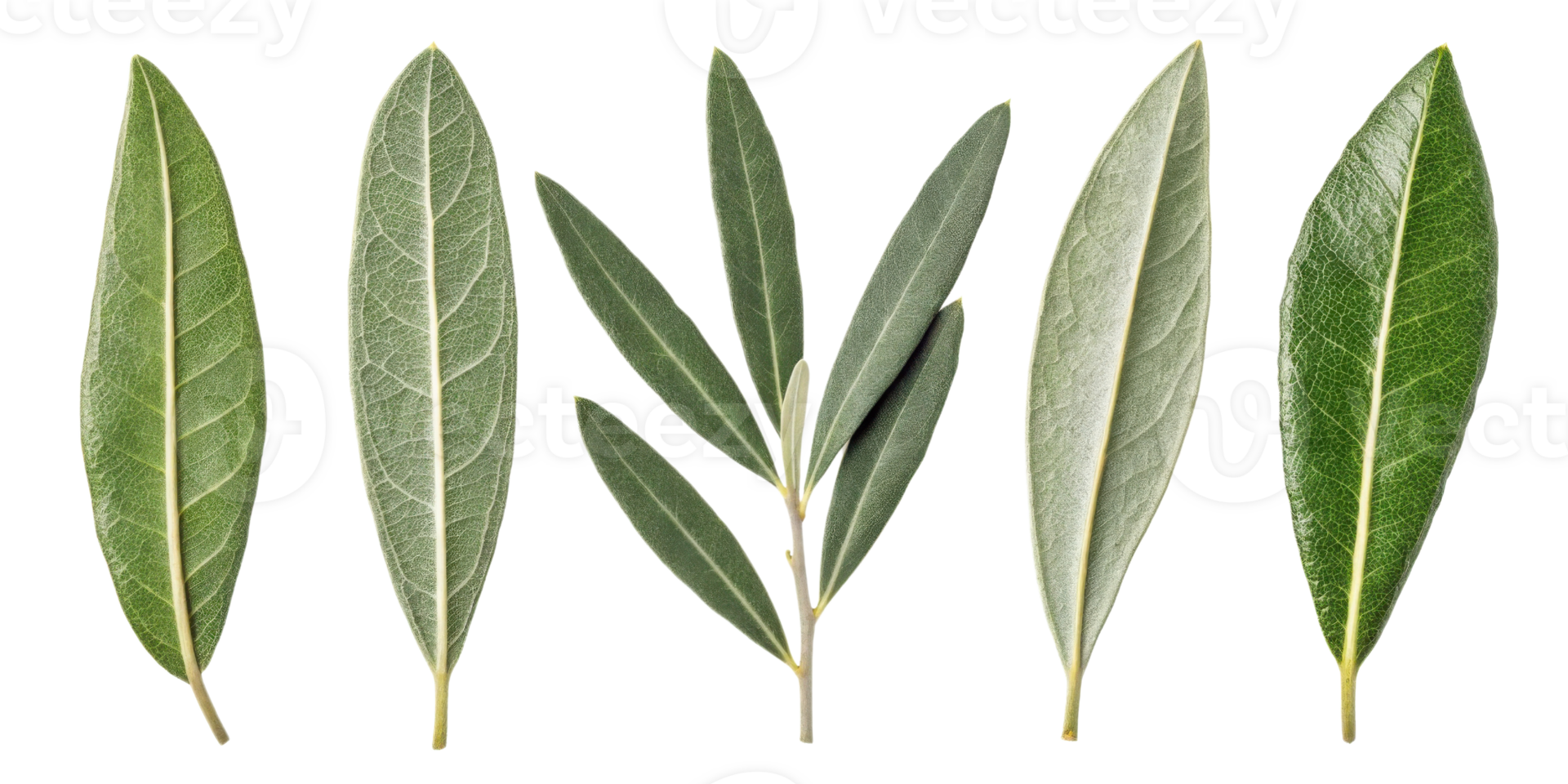 Olive leaf collection with various shapes and textures showing natural green and gray tones in fresh and vibrant display png