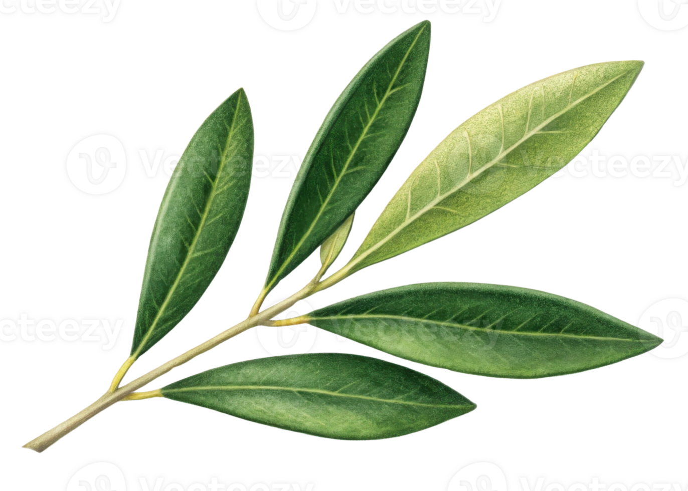 Olive leaf branch with vibrant green leaves showing natural texture and veins in fresh and lively arrangement png