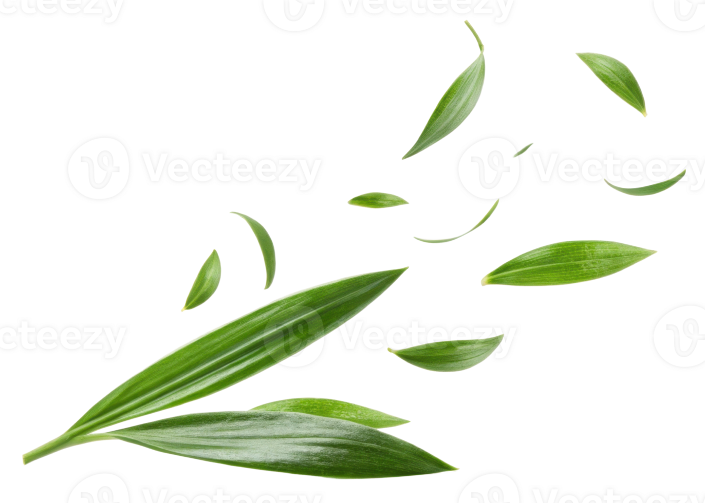 Green pandan leaf with small leaves flying isolated on transparency background creating fresh natural feeling with pandan leaf beauty and nature png