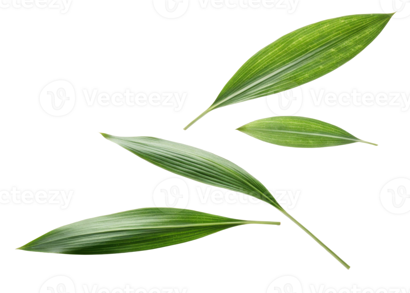 Fresh pandan leaf with vibrant green color and natural texture isolated on transparency background showing beauty of pandan leaf nature png