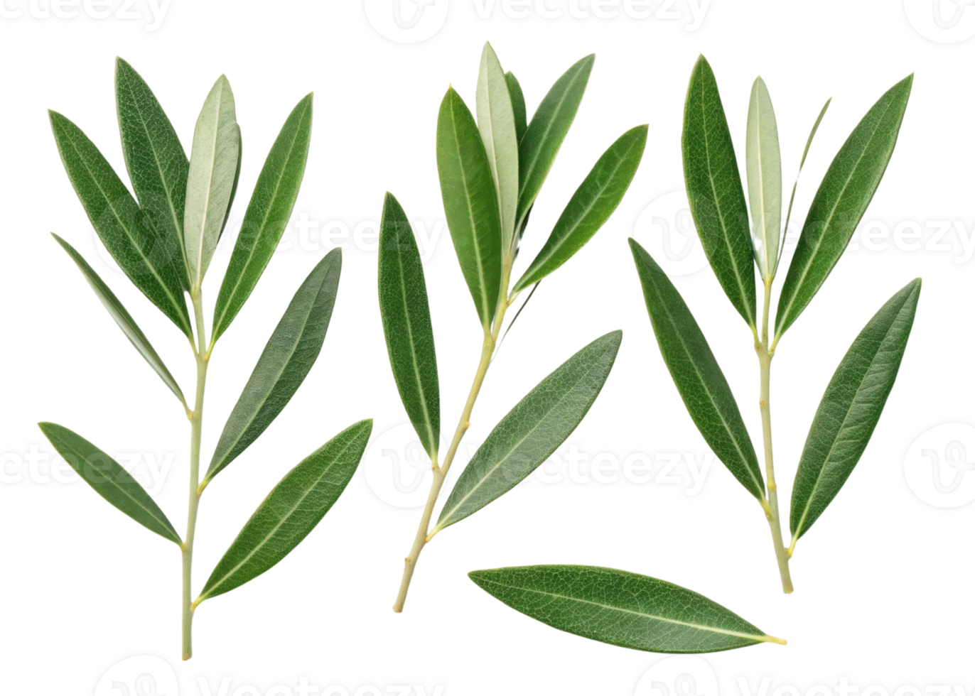 Olive leaf branches with fresh green leaves isolated transparency background showing natural texture and vibrant color simple botanical arrangement png