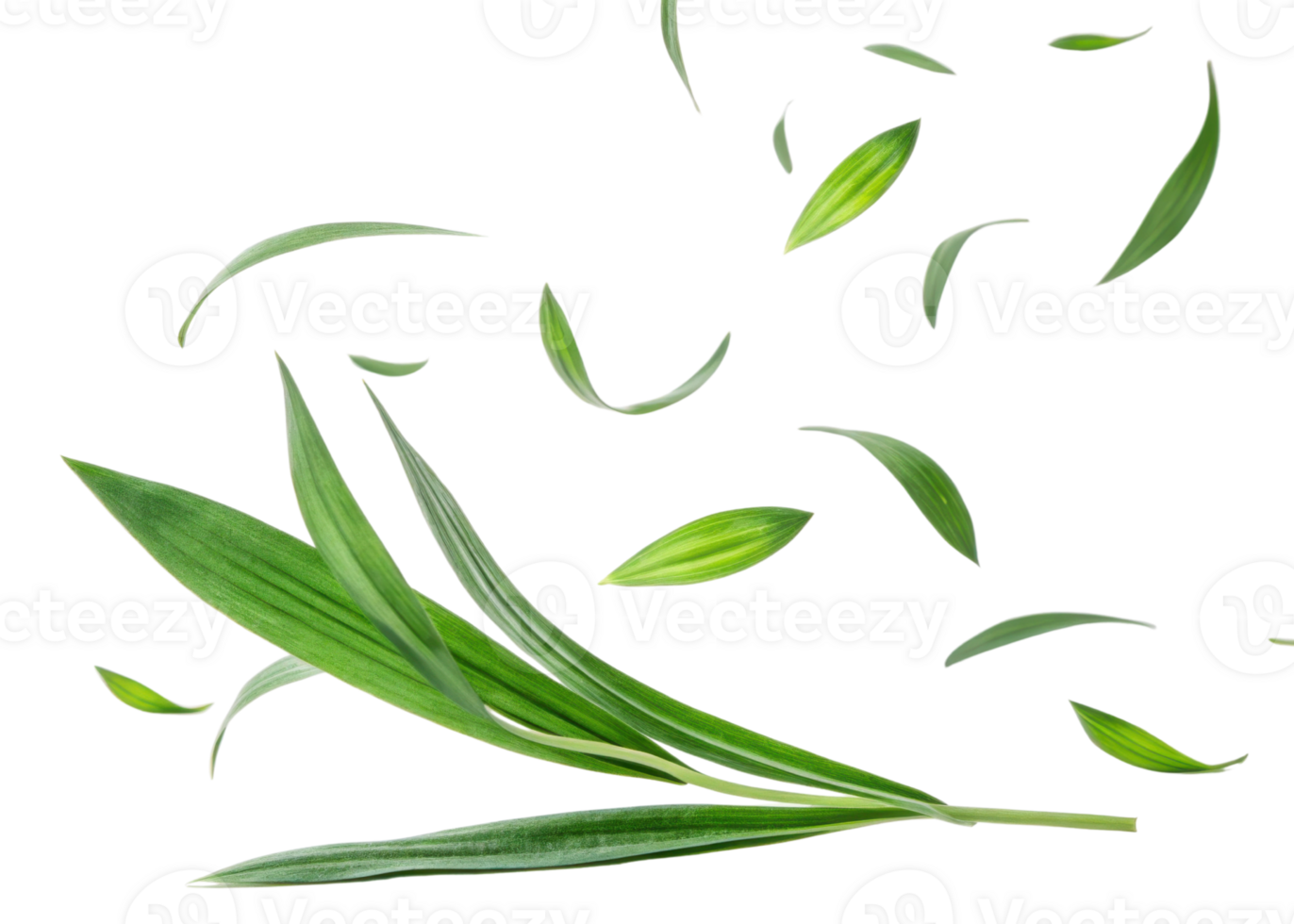 Green pandan leaf with fresh leaves flying around in natural light creating lively and refreshing atmosphere png