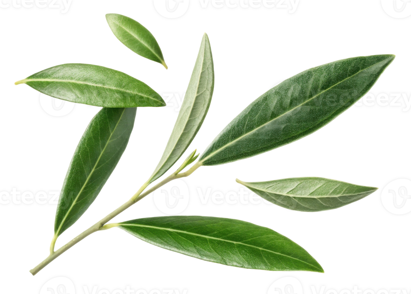 Olive leaf branch with fresh green leaves showing natural texture and veins in bright and lively arrangement on transparent background png