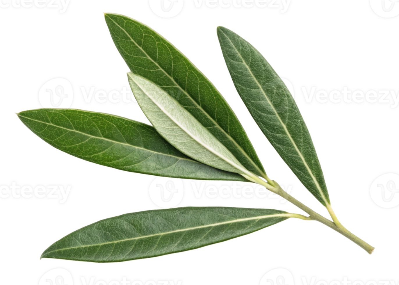 Olive leaf branch with vibrant green leaves showing detailed texture and veins in natural fresh look perfect for botanical themes png