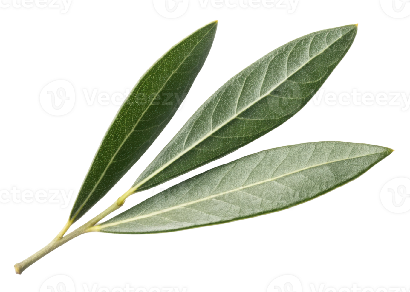 Olive leaf with detailed texture and natural green color isolated transparency background showing beauty of nature and plant life close up view png