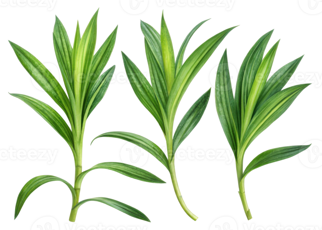 Fresh pandan leaf with vibrant green color and long slender shape perfect for cooking and decoration use in natural settings png