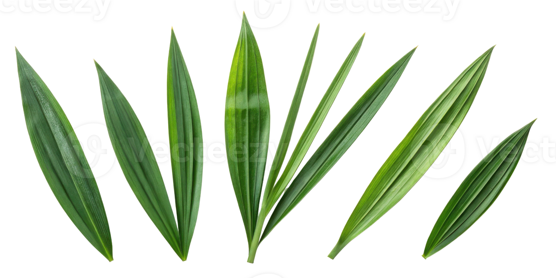 Green pandan leaf collection with fresh natural texture and vibrant color isolated on transparent background for design png