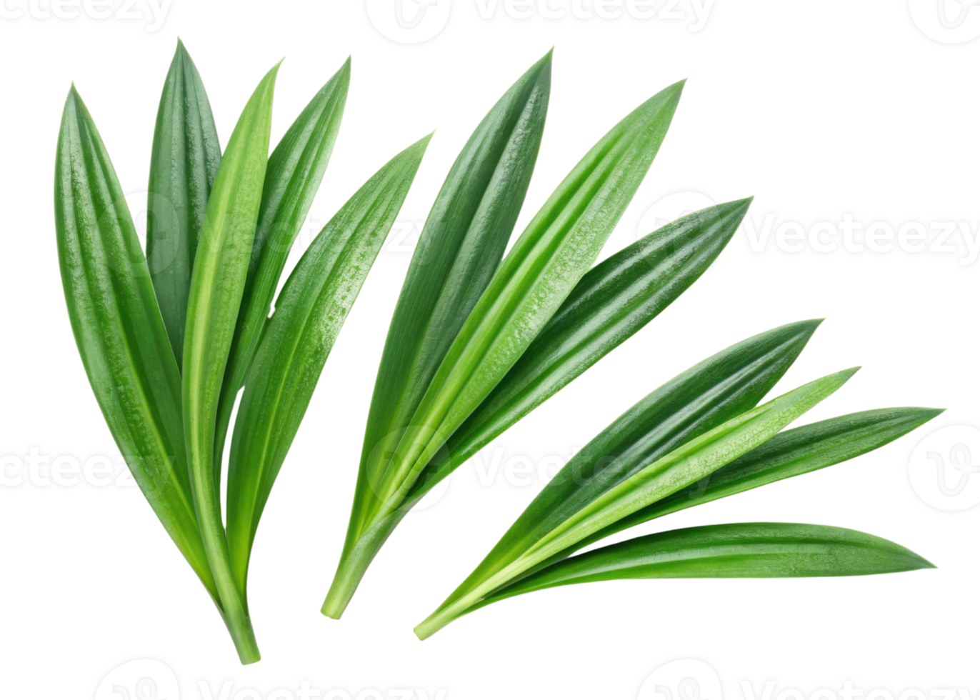 Fresh pandan leaf with vibrant green color and smooth texture perfect for cooking and decoration with natural beauty png