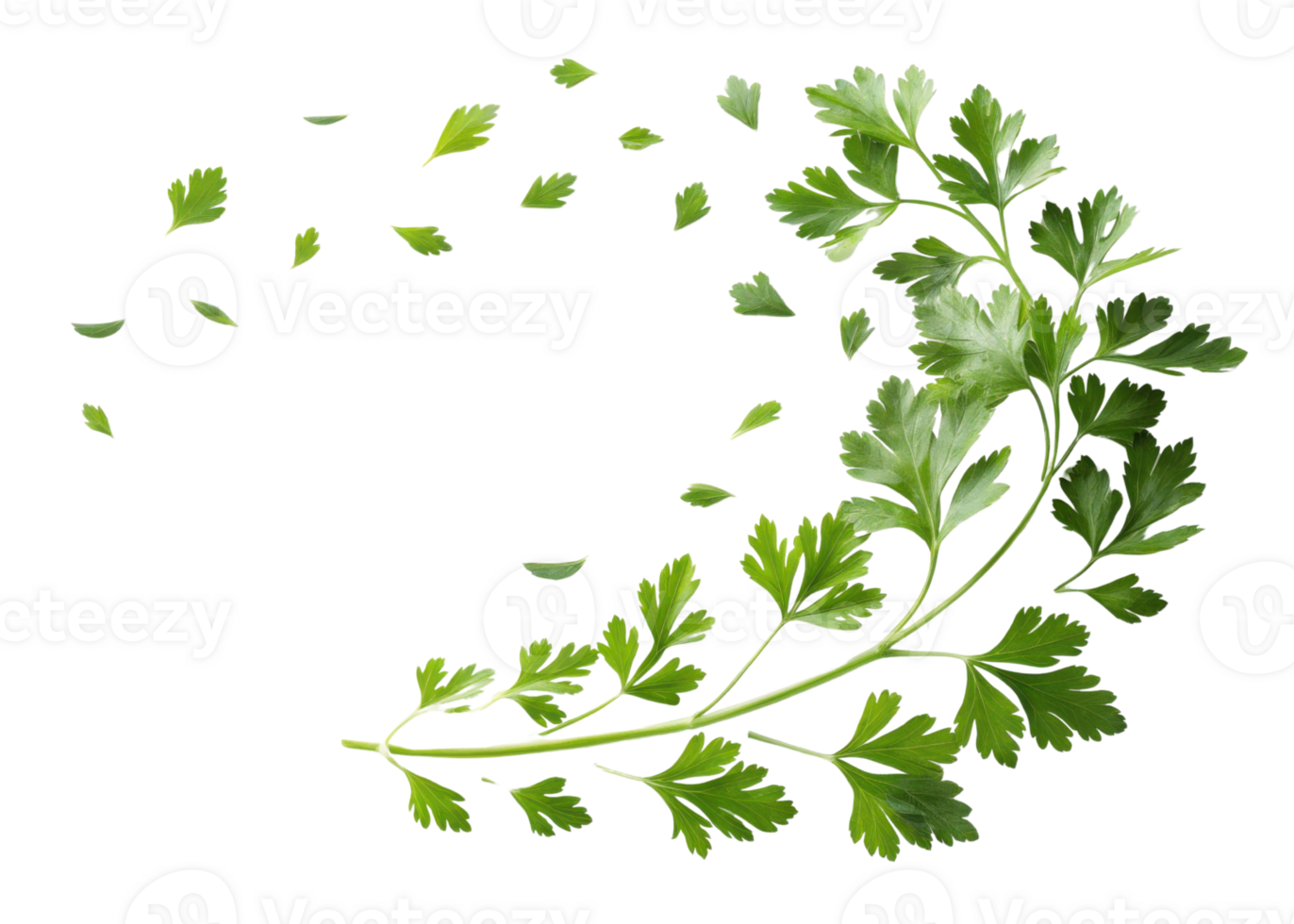 Fresh parsley leaf with scattered small leaves isolated on transparent background creating natural and lively design element png