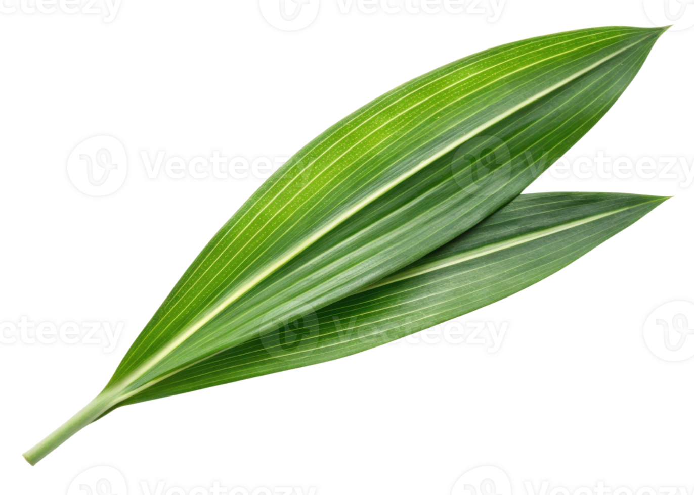 Two fresh pandan leaf with vibrant green color and natural texture perfect for cooking and decoration use png