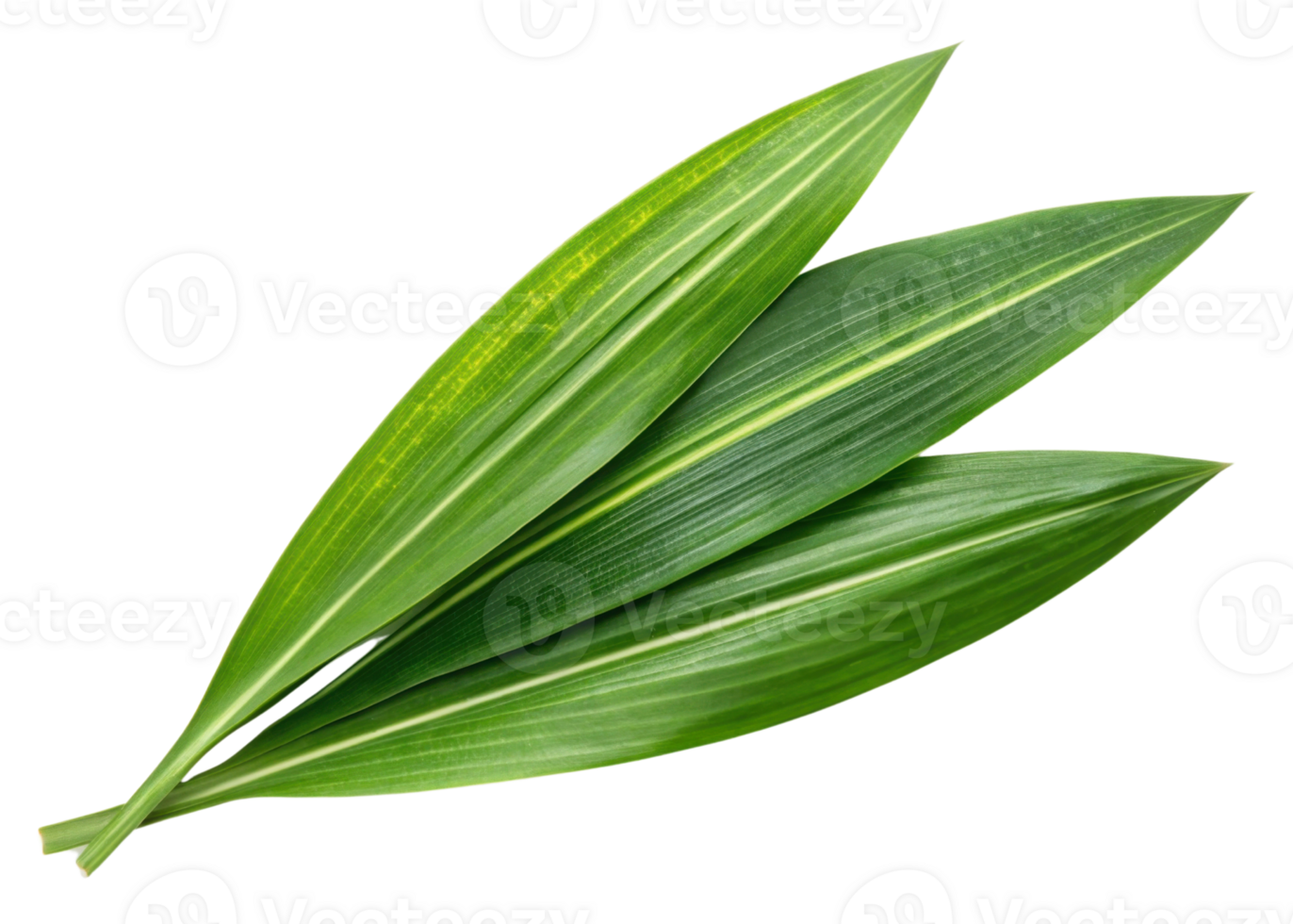 Fresh pandan leaf with vibrant green color and smooth texture perfect for cooking and decoration in tropical settings png