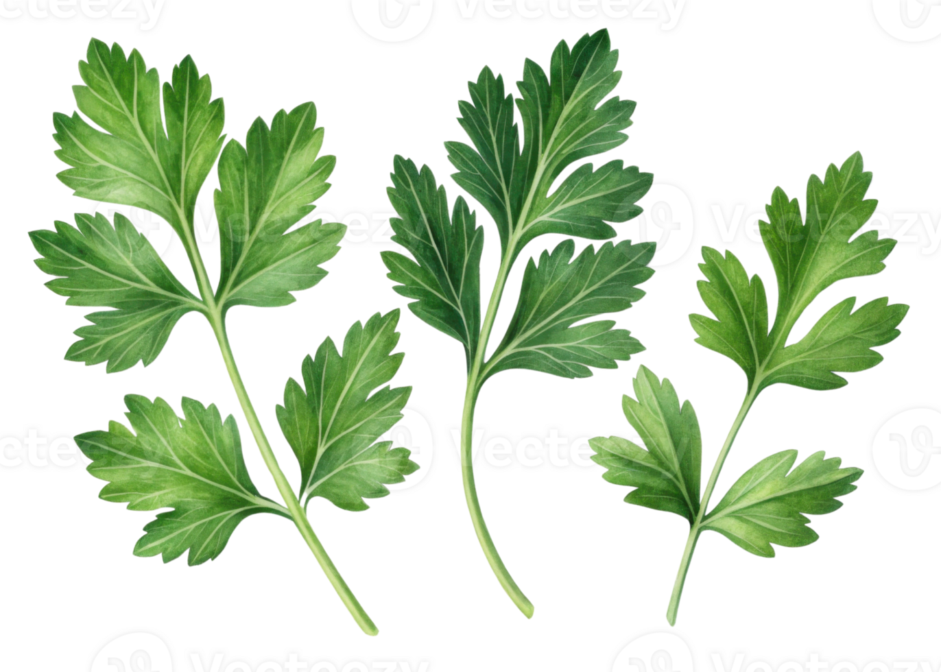 Fresh parsley leaf with vibrant green color and natural texture perfect for culinary use and healthy dishes png