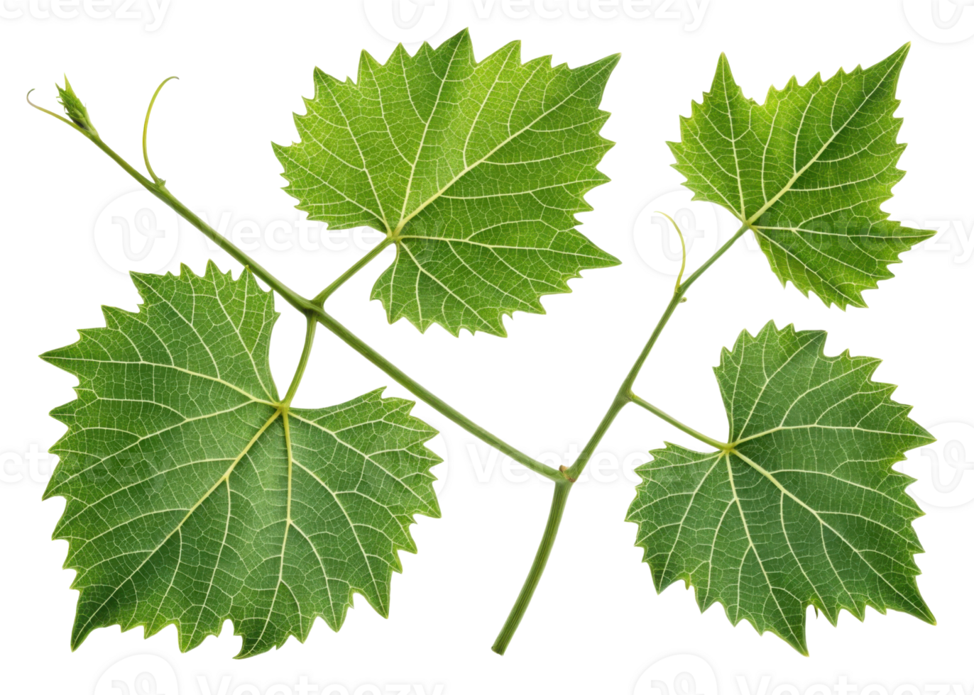 Grape leaf with detailed veins and fresh green color showing natural texture and beauty in close up isolated on transparency background png
