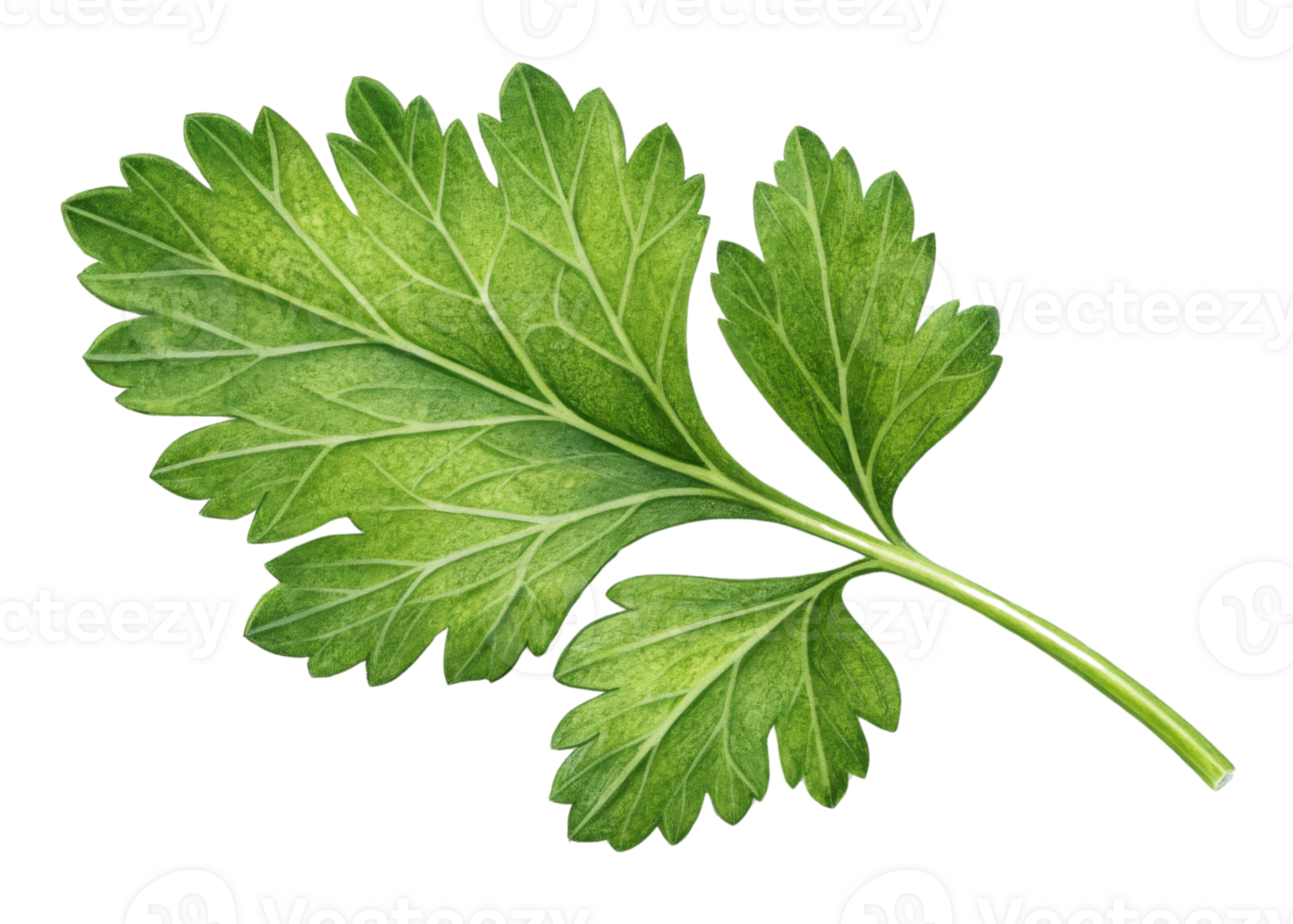 Fresh parsley leaf with vibrant green color and detailed veins perfect for culinary use and natural decoration png