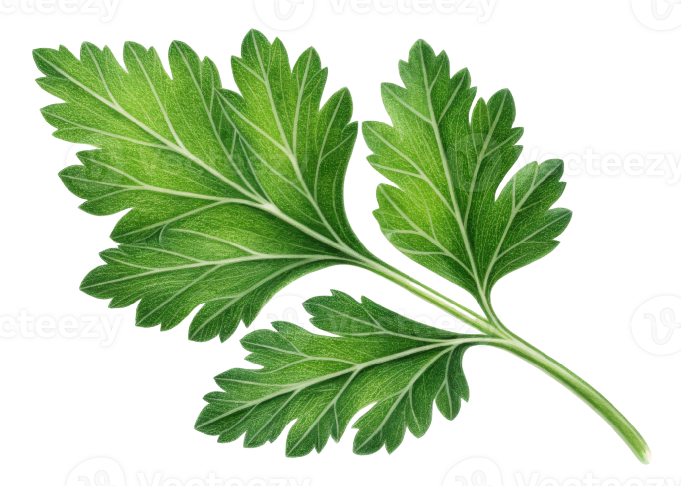 Fresh green parsley leaf with detailed veins and texture isolated on transparency background showing natural beauty and freshness png
