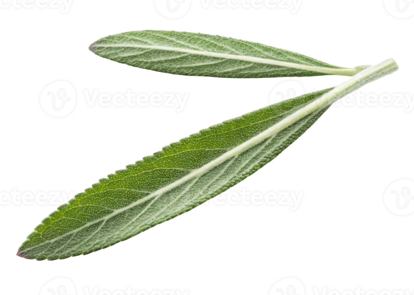 Fresh rosemary leaf with detailed texture and vibrant green color isolated on transparency background for natural and herbal design png