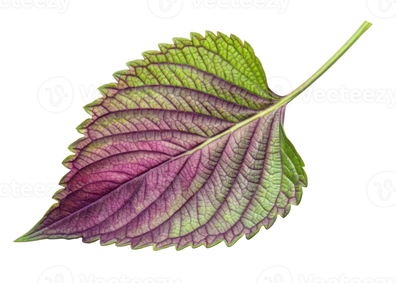 Vibrant perilla leaf with green and purple hues shows detailed veins and serrated edges creating natural and fresh look png