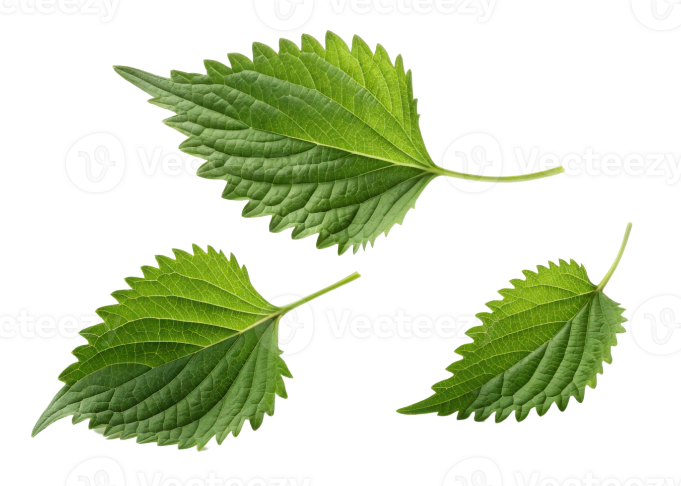 Fresh green perilla leaf with detailed texture and serrated edges isolated on transparency background showing natural beauty and vibrant color png