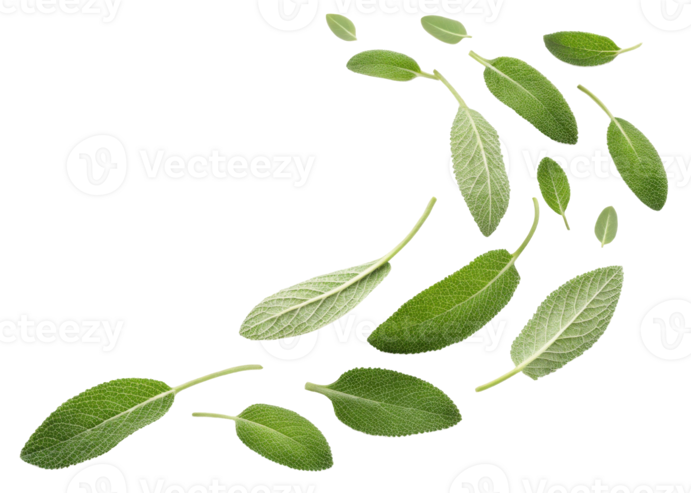 Fresh sage leaf collection with natural texture and vibrant green color isolated on transparent background for herbal and culinary use png