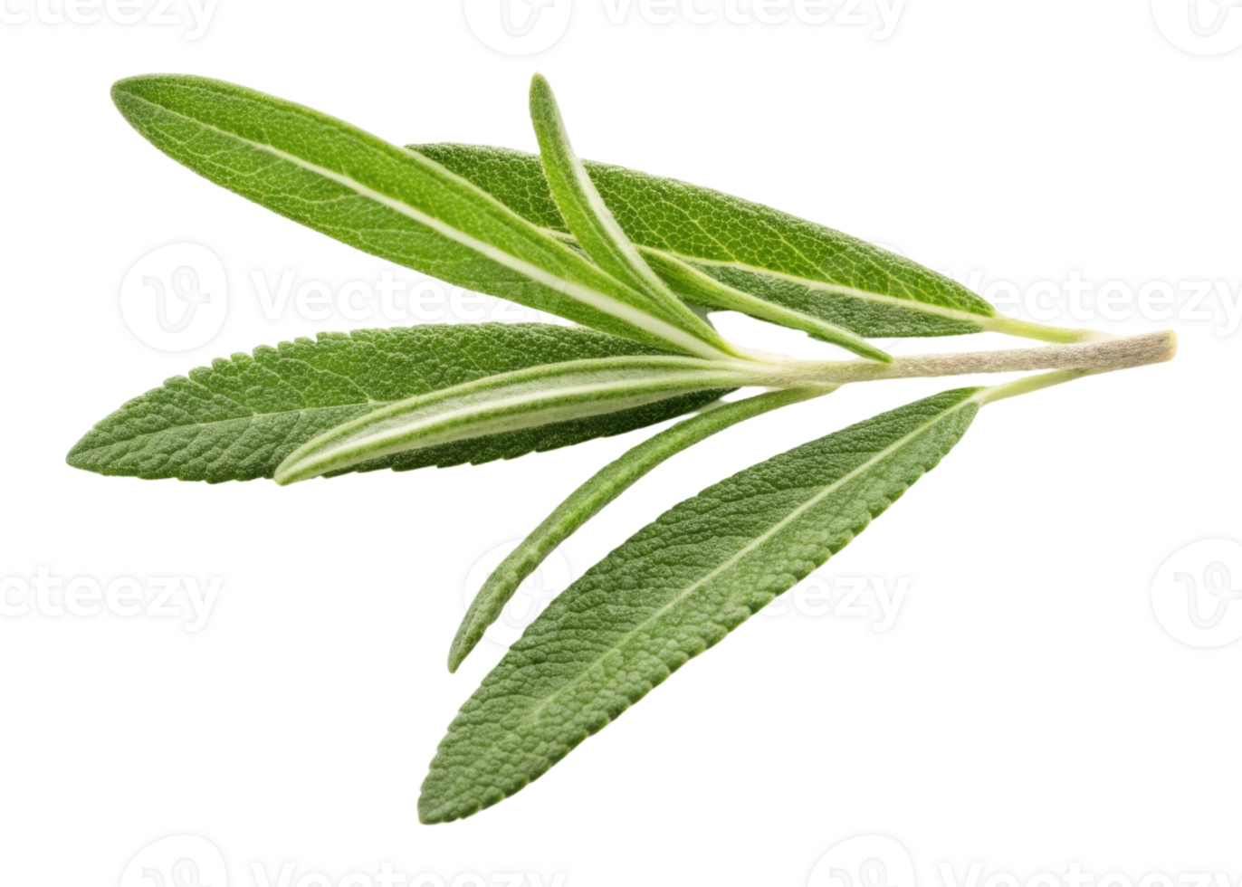 Fresh rosemary leaf with vibrant green color and textured surface perfect for culinary and herbal use png