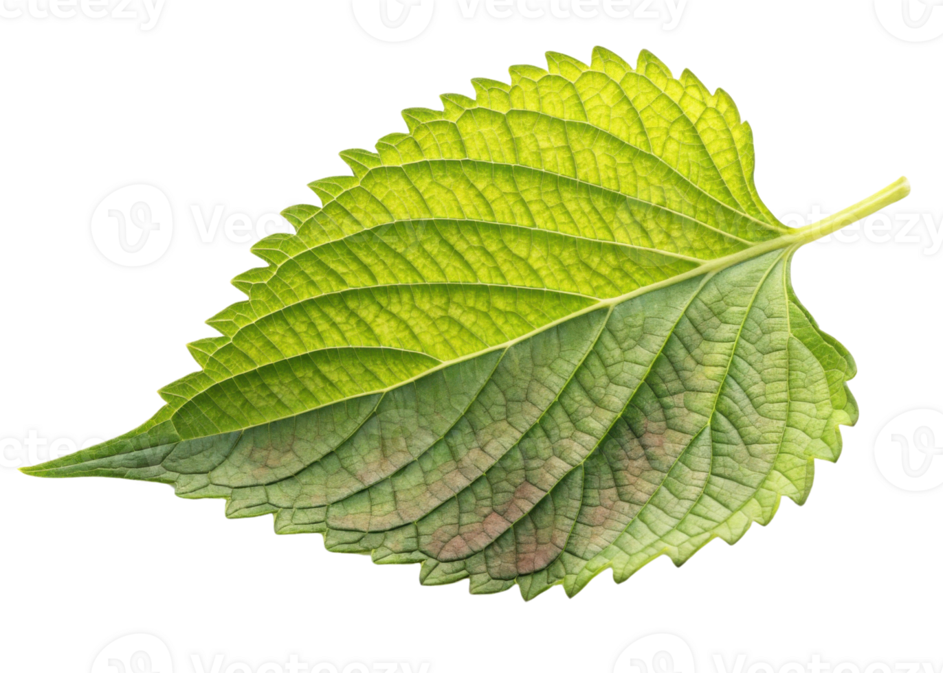 Fresh green perilla leaf with detailed veins and serrated edges showing natural texture and vibrant color in bright light png