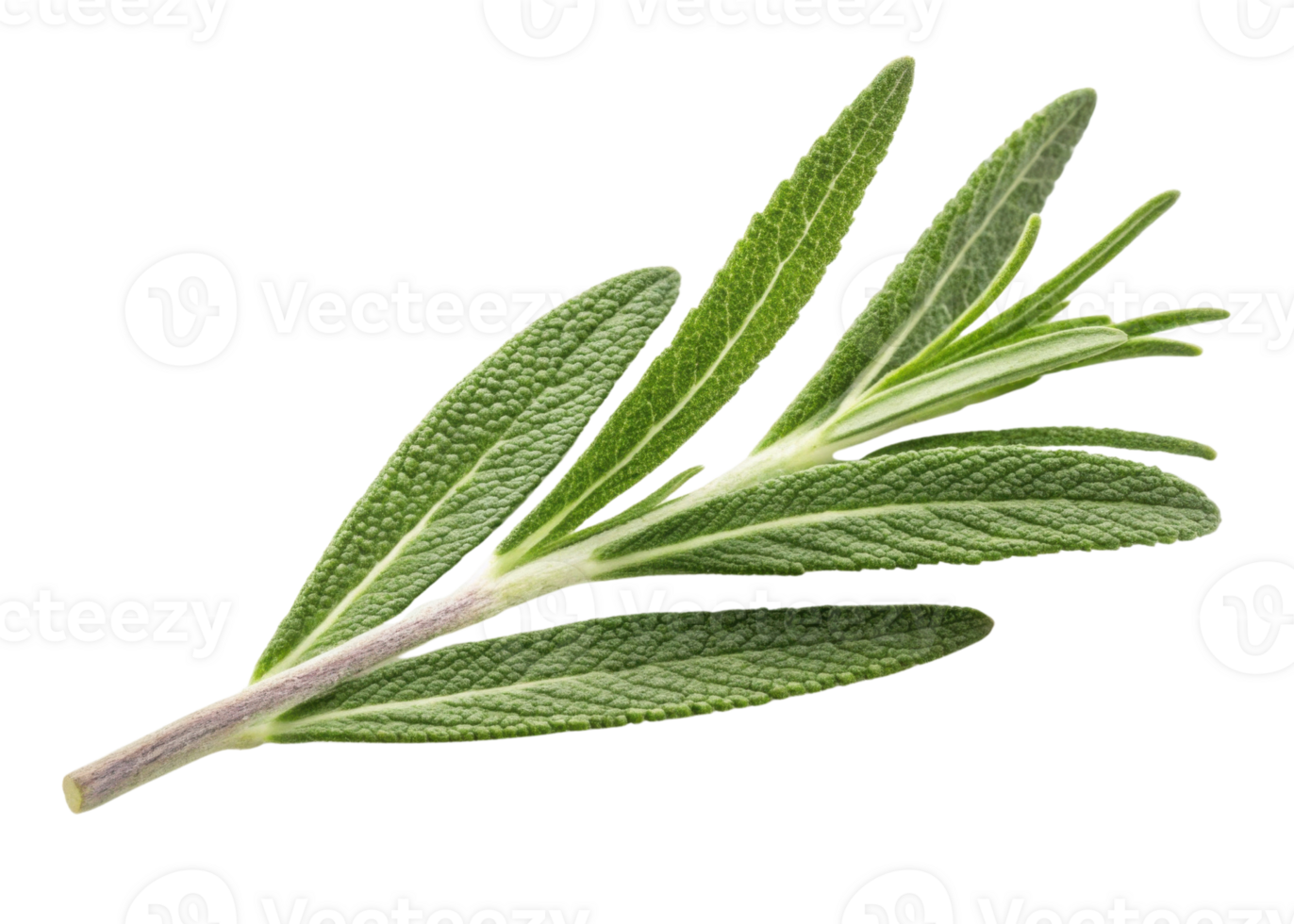 Fresh rosemary leaf with textured green foliage and woody stem, perfect for culinary use and adding aromatic flavor to dishes png