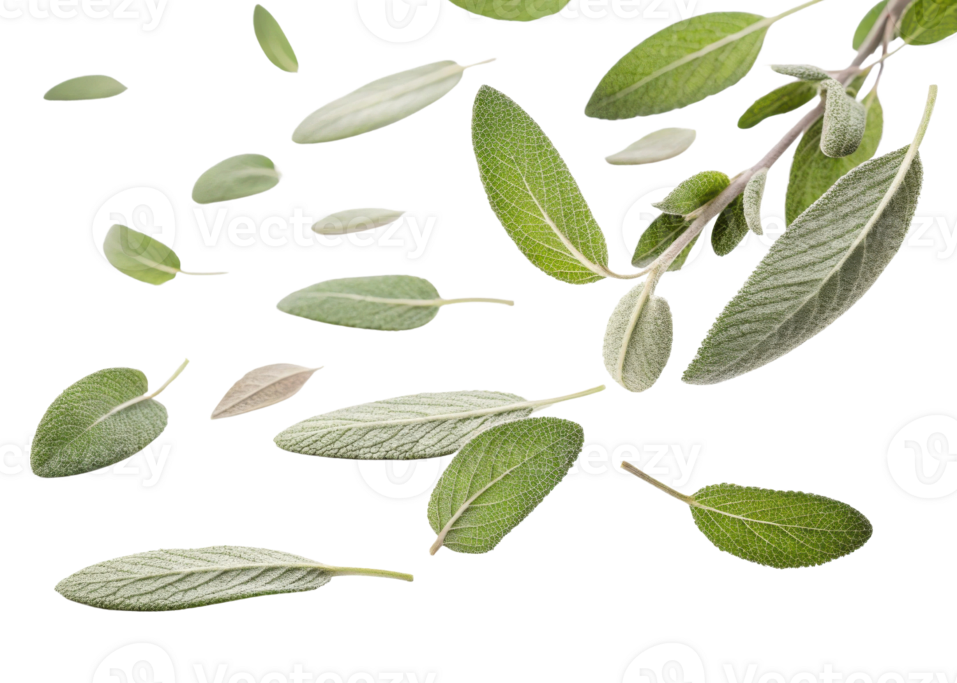 Sage leaf fresh green herb natural ingredient isolated on transparency background png