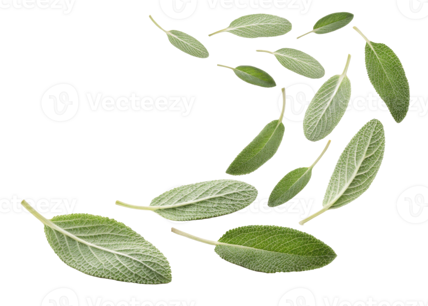 Fresh sage leaf collection with natural texture and vibrant green color perfect for culinary and herbal use png
