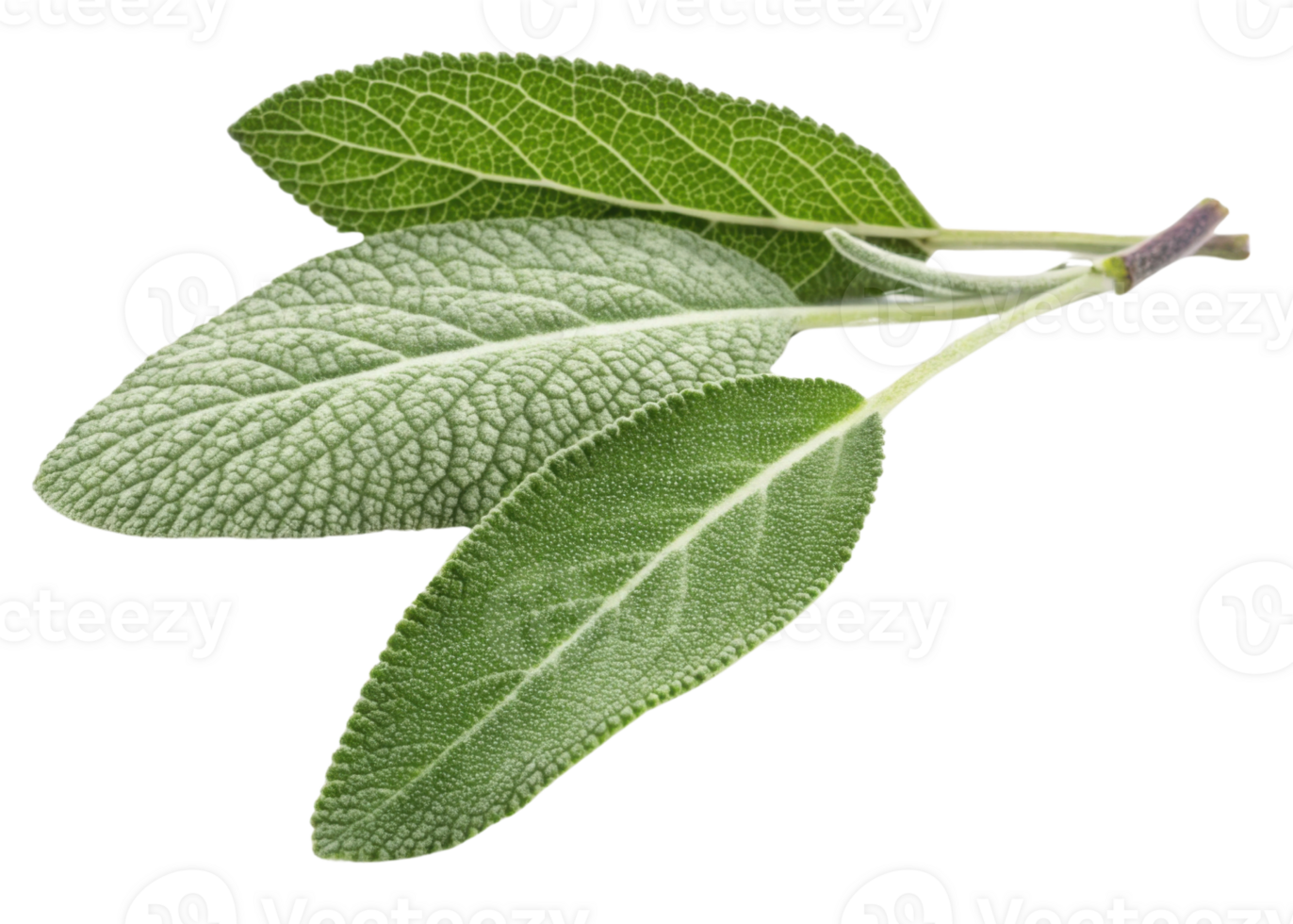 Fresh green sage leaf with textured surface and natural veins isolated on transparency background showing herbal detail and vibrant color png