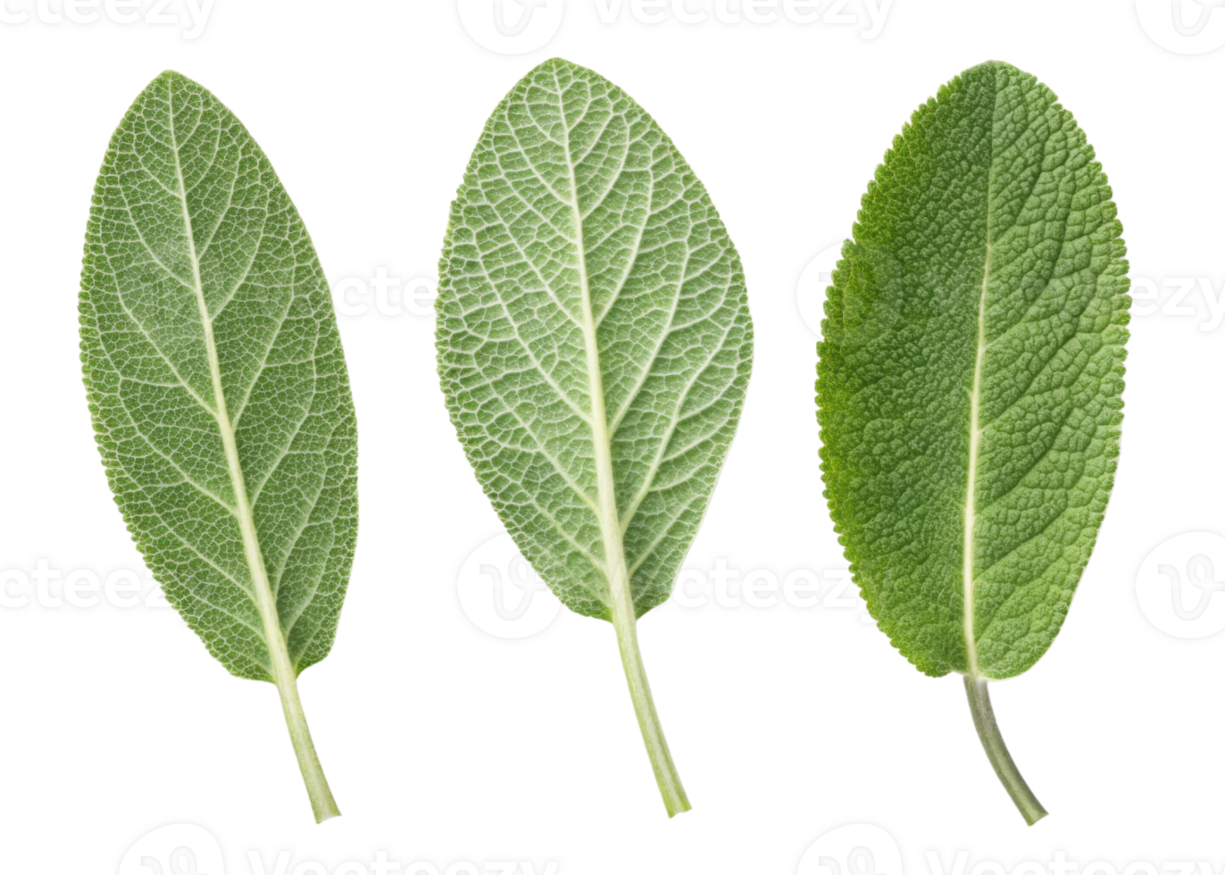 Fresh sage leaf close up with detailed texture and veins isolated on transparency background showing natural green color and organic shape png
