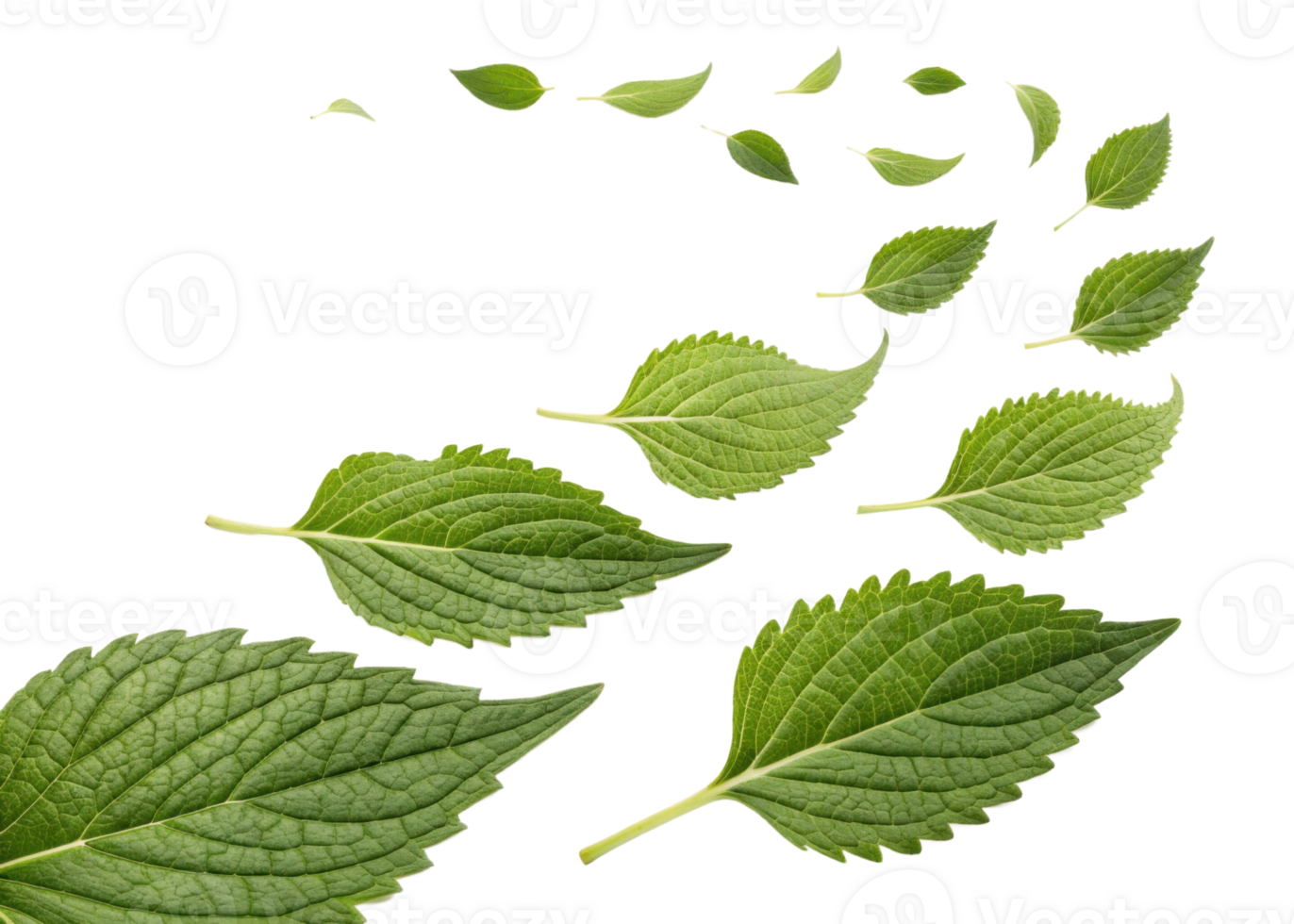Sesame leaf collection with various sizes and fresh green texture floating on transparent background in natural light png