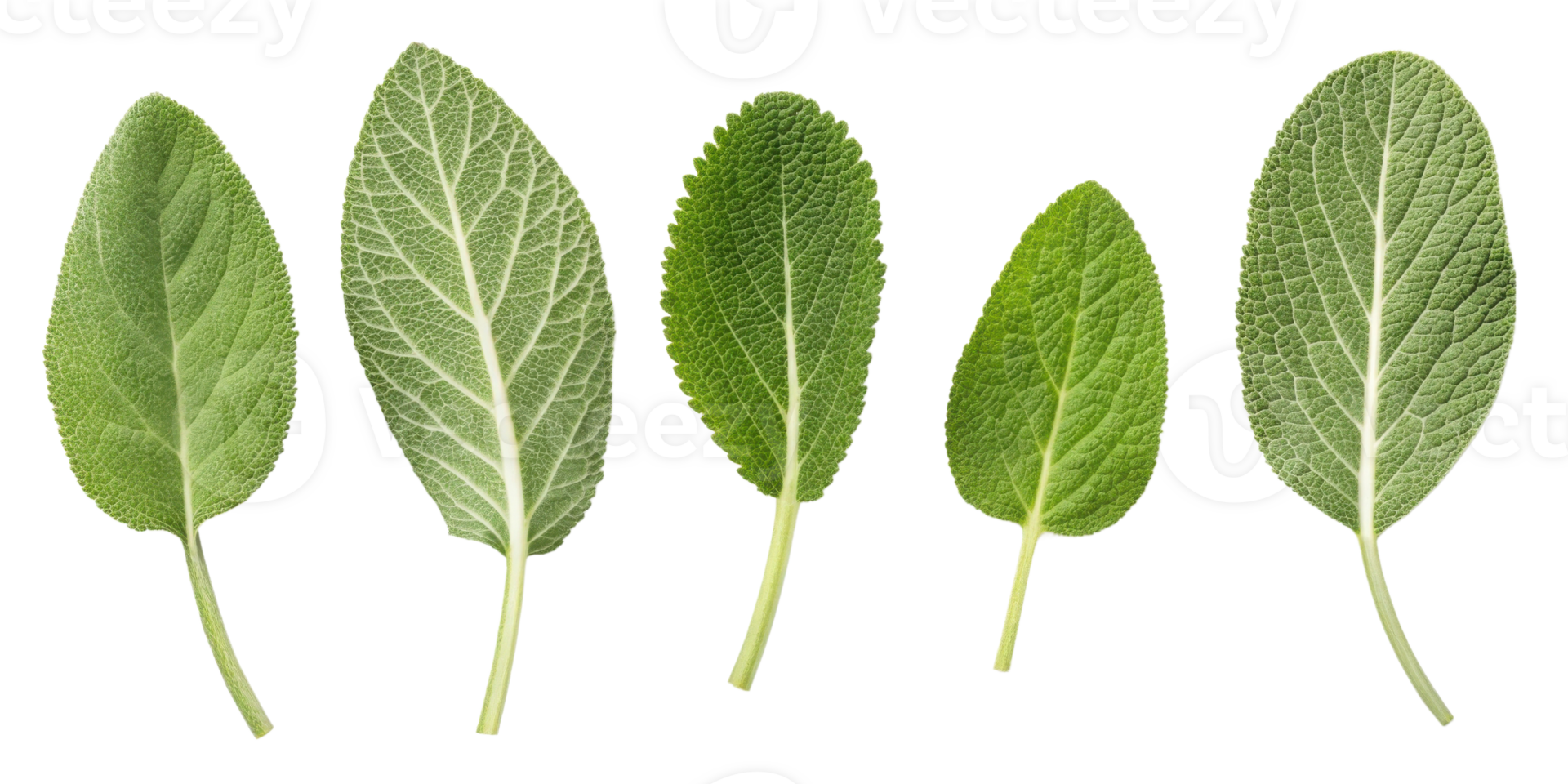 Fresh green sage leaf collection with natural texture and veins isolated on transparency background for herbal and culinary use png