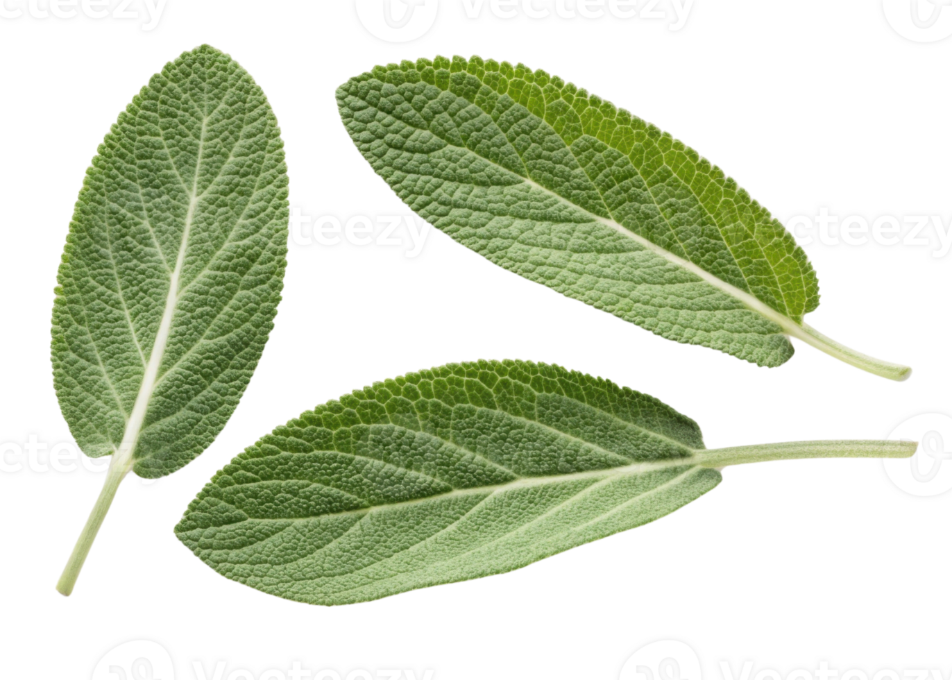 Fresh green sage leaf close up with detailed texture and natural veins isolated on transparency background for herbal and culinary use png