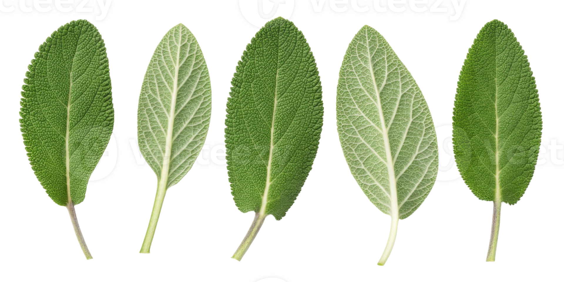 Sage leaf collection showing detailed texture and veins with fresh green and soft light green shades in natural arrangement png